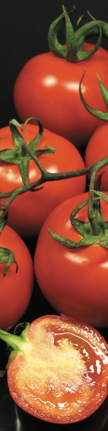 Tomaten